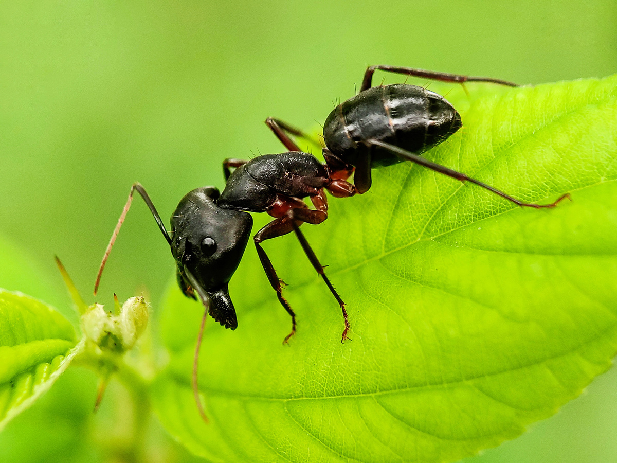 Carpenter Ant