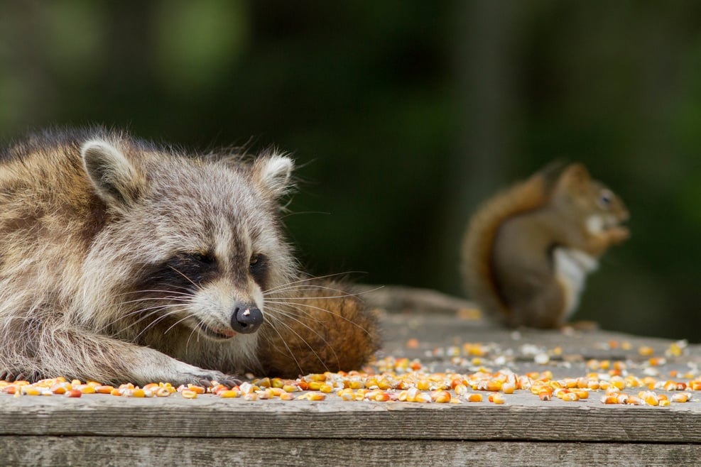 American raccoon and Red Squirrel