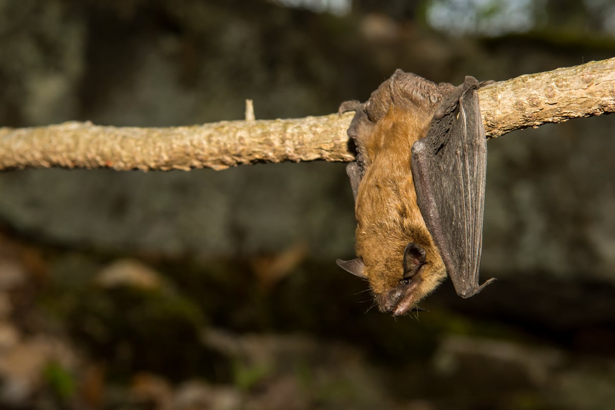 Big Brown Bat